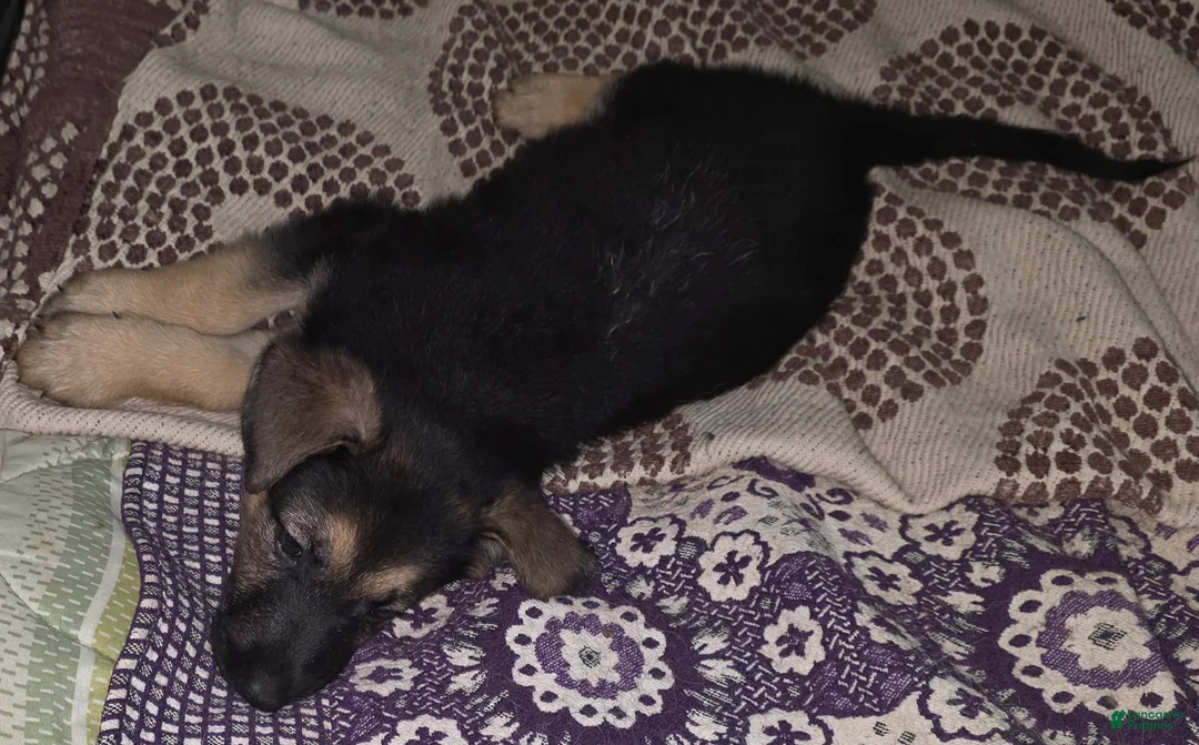 German Shepherd dogs for sale: Nova (10) - Ad 5