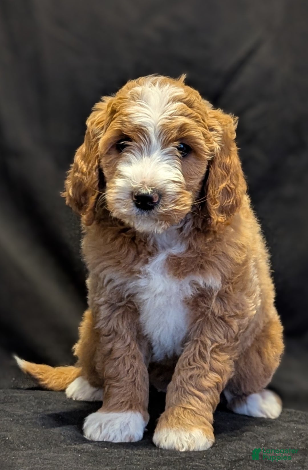 Goldendoodle dogs for sale: Teddy  - Ad 4
