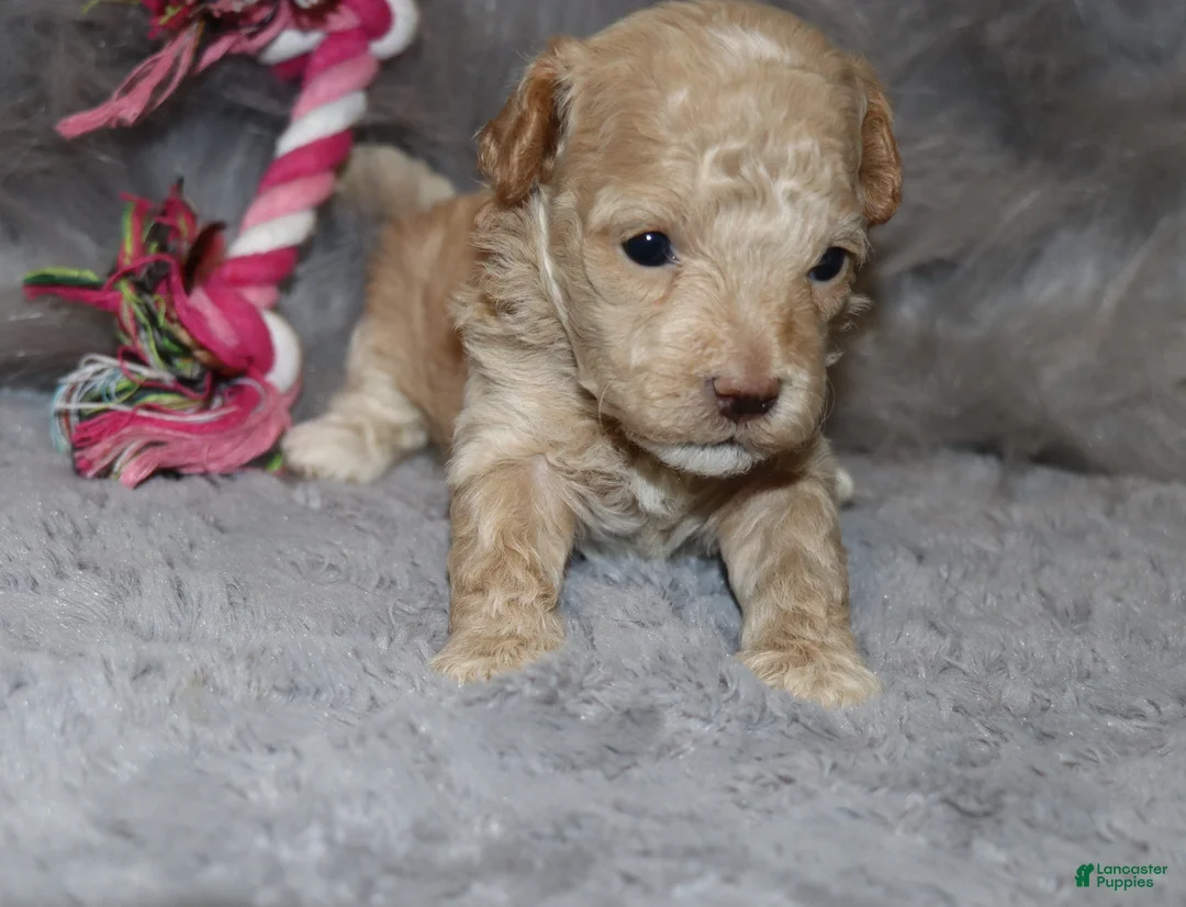 Havapoo dogs for sale: Apple Toy Size👨‍👨‍👦‍👦💞🐕 - Ad 16