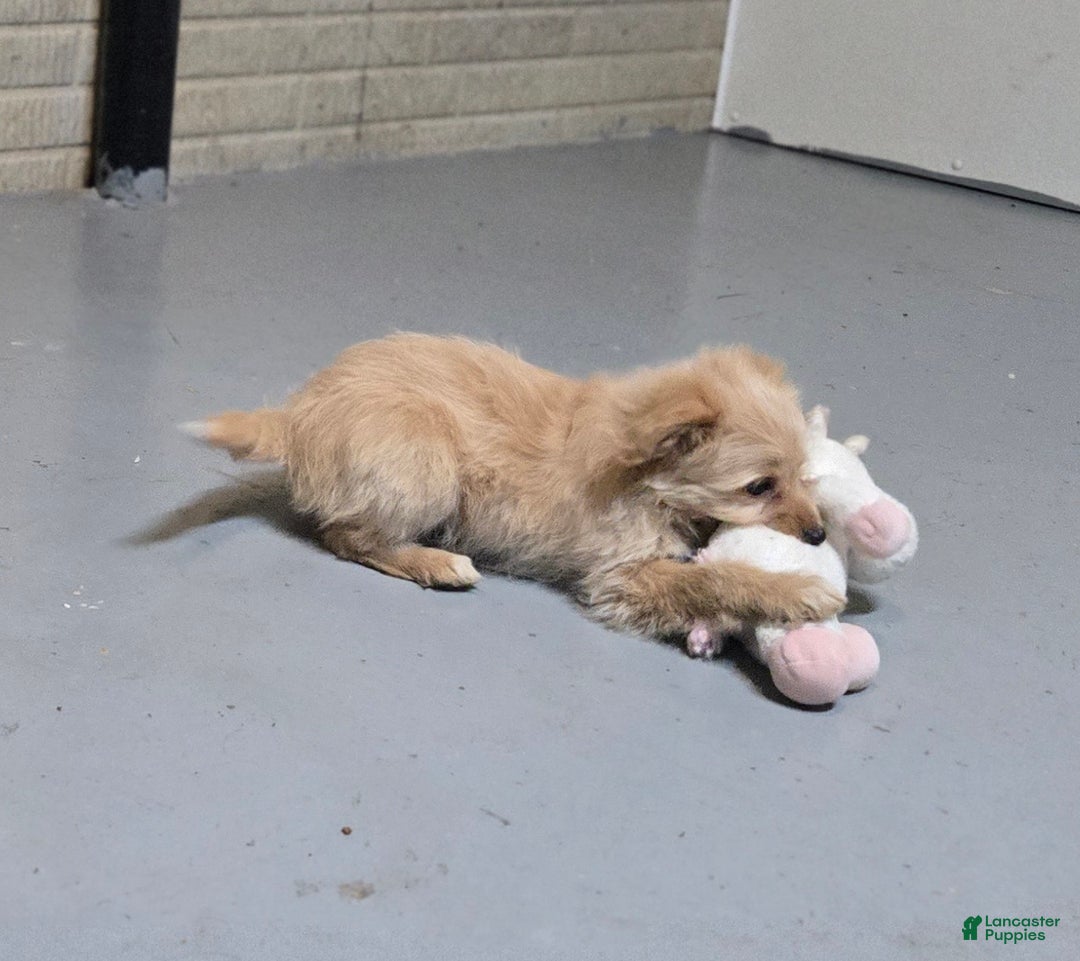 Mini Aussiedoodle dogs for sale: Amy - Ad 2