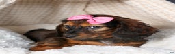 Miniature Dachshund dogs for sale: Fiona - Ad 17