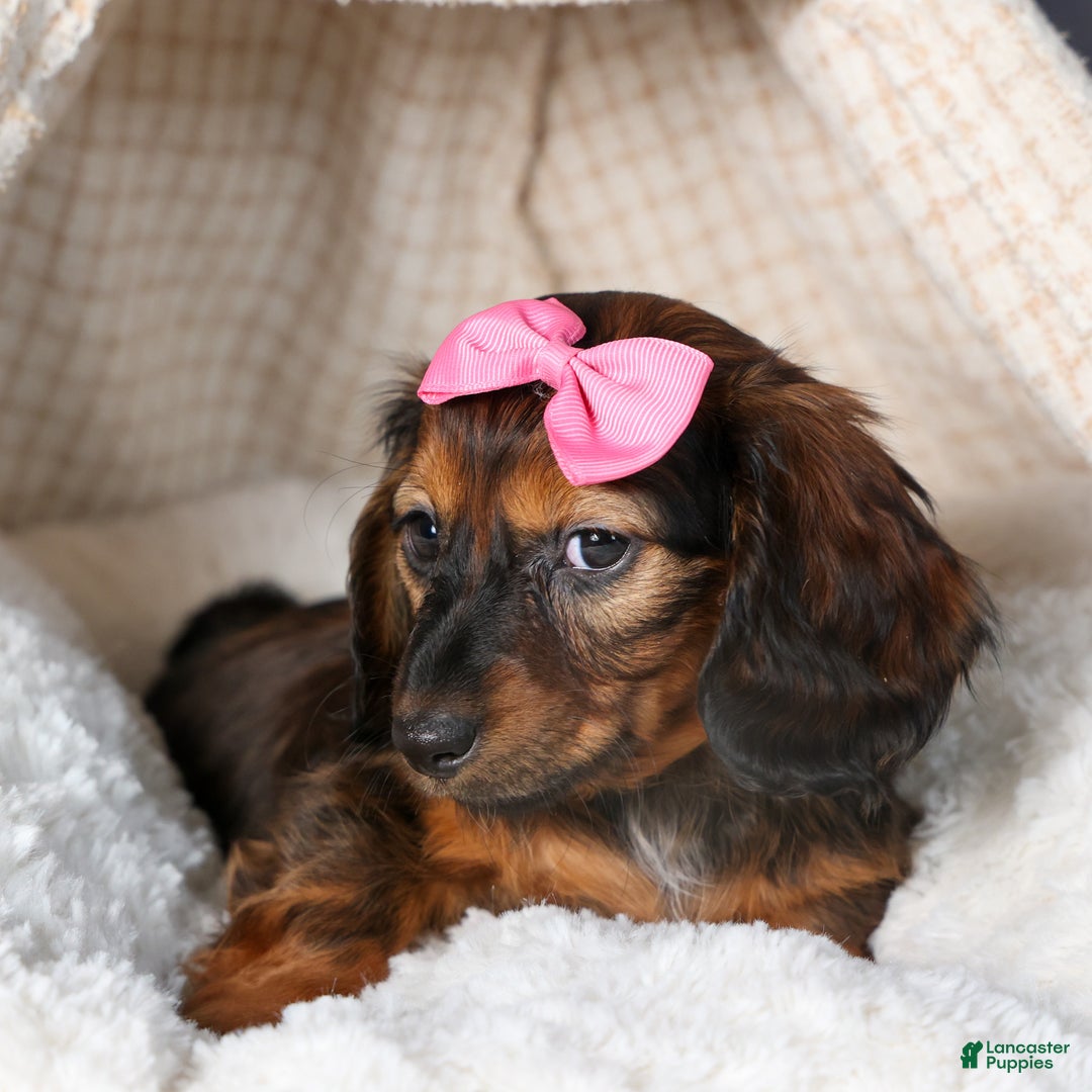 Miniature Dachshund dogs for sale: Fiona - Ad 17