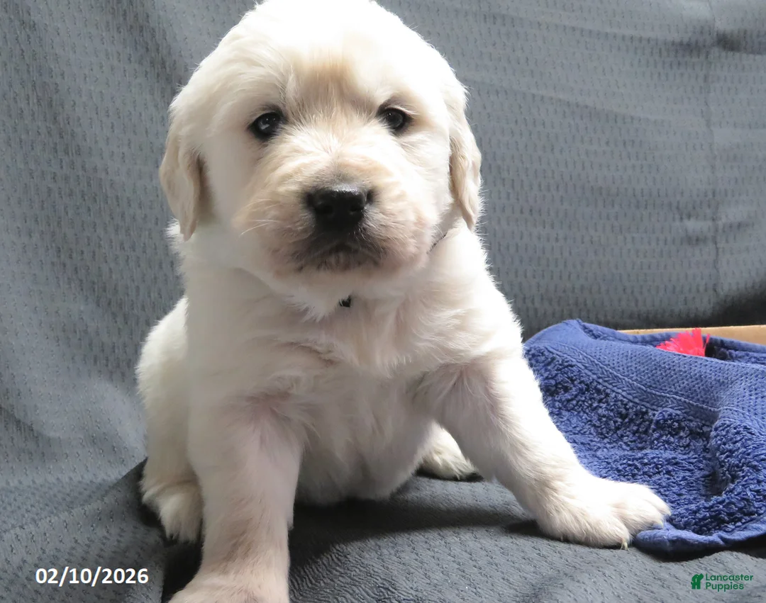 Golden Retriever dogs for sale: Snoopy - Ad 2