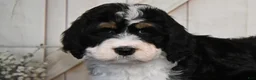 Bernedoodle dogs for sale: Brandy - Ad 4