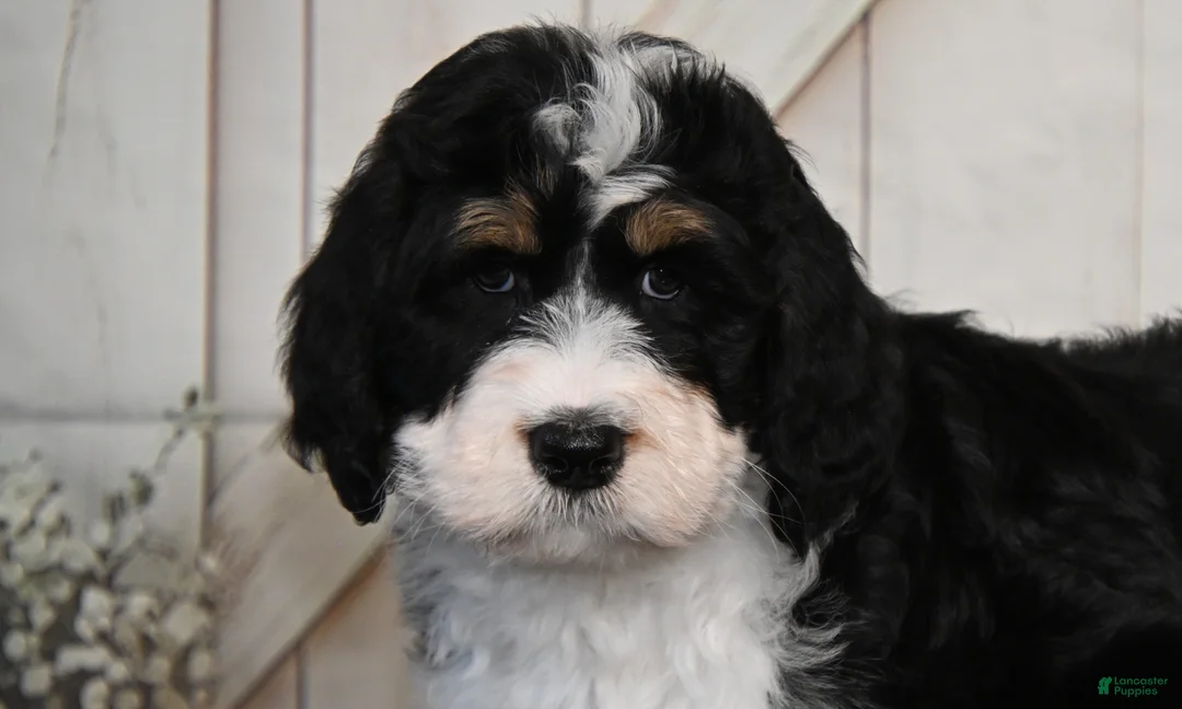 Bernedoodle dogs for sale: Brandy - Ad 4