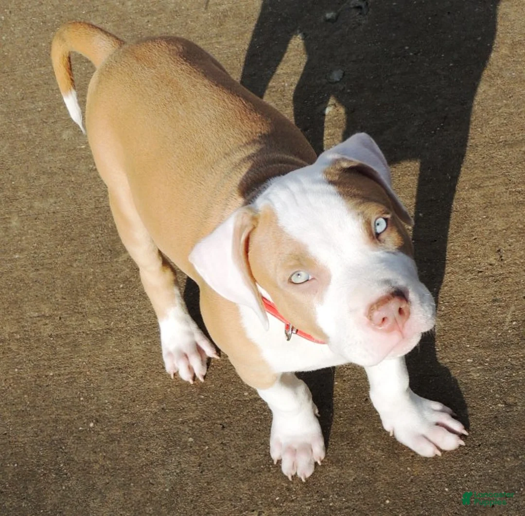 Mixed Breed dogs for sale: "SNOOP DOGG" - Ad 7