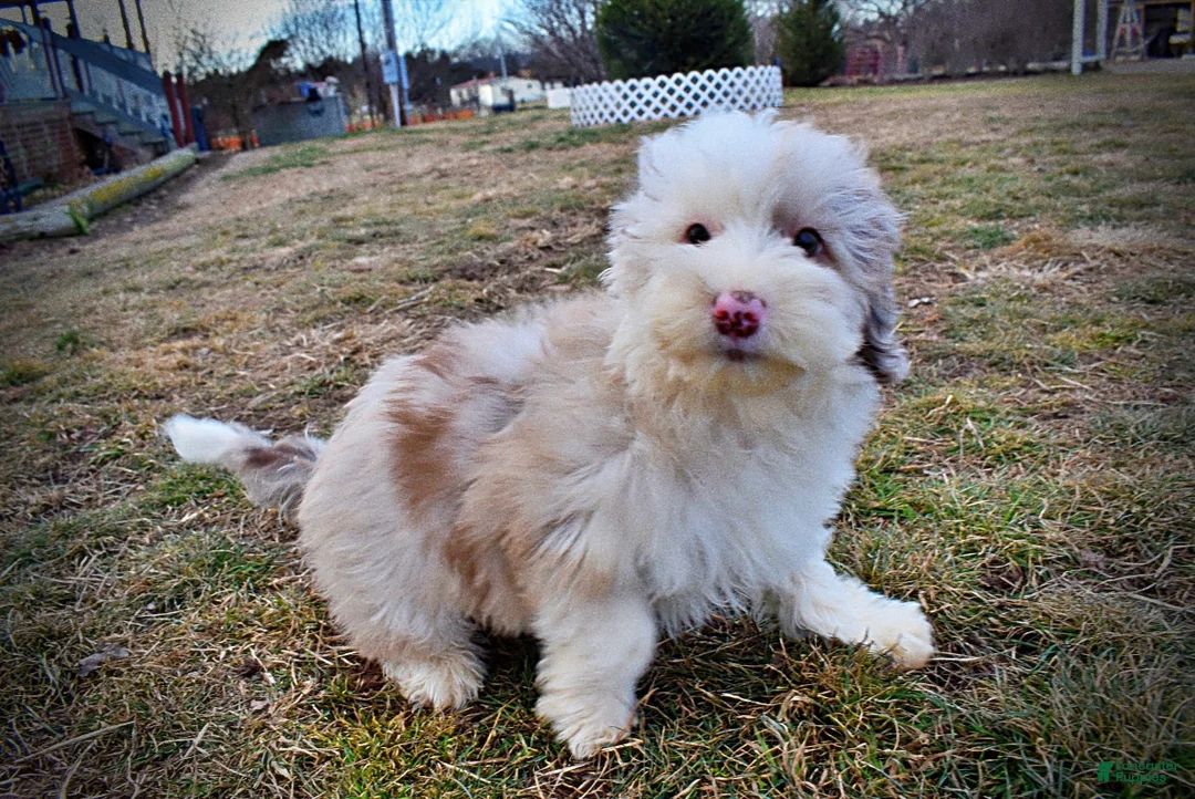 Havapoo dogs for sale: Wiggles - Ad 20