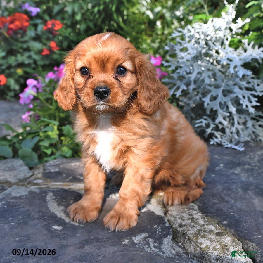 Cavalier King Charles Spaniel dogs Prince Henry - Ad 1