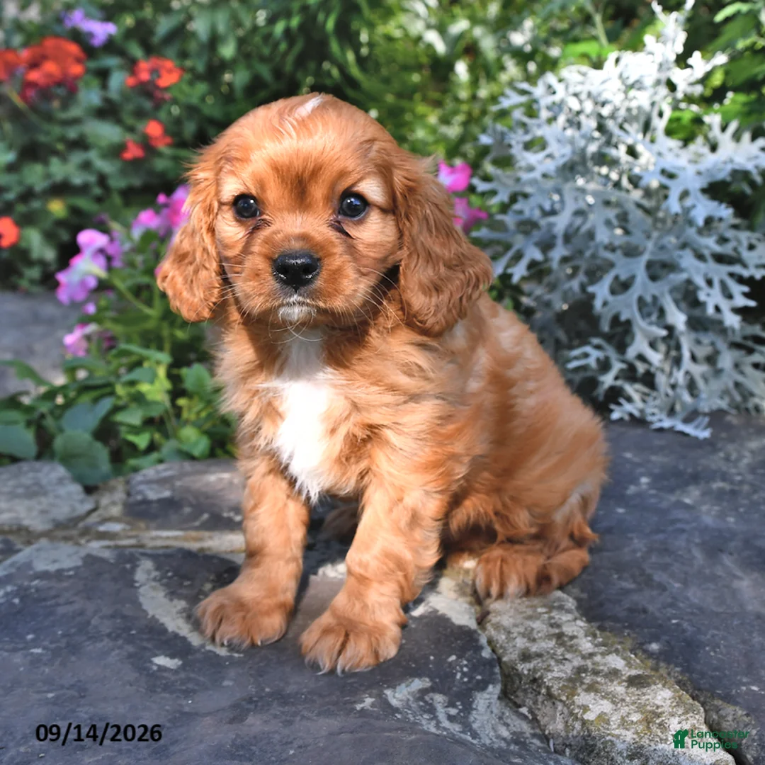 Cavalier King Charles Spaniel dogs for sale: Prince Henry - Ad 1