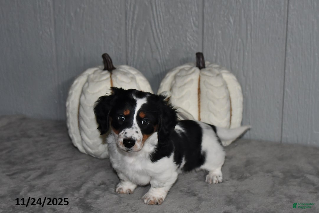 Miniature Dachshund dogs for sale: Chloe - Ad 1