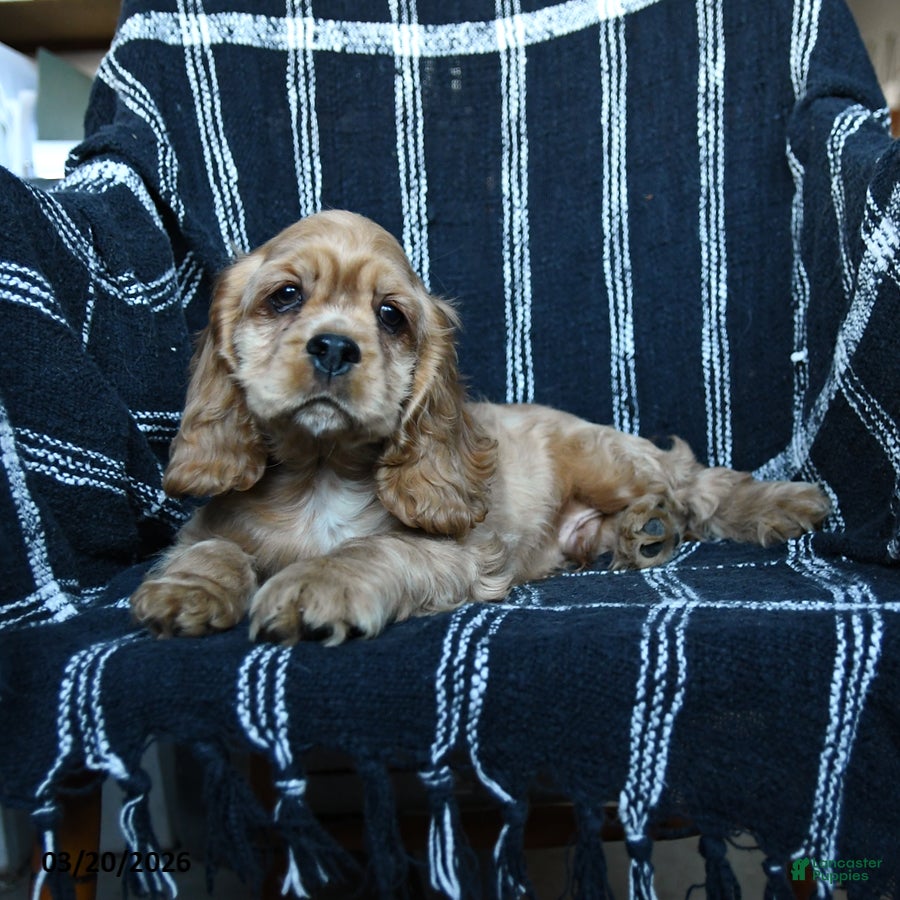 Cocker Spaniel dogs Luther - Ad 1