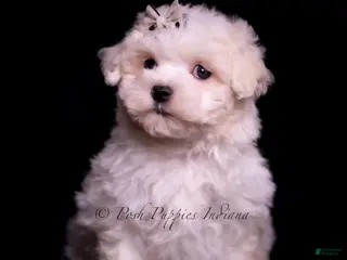 Maltese dogs Maltese Puppy 1 - Ad 33
