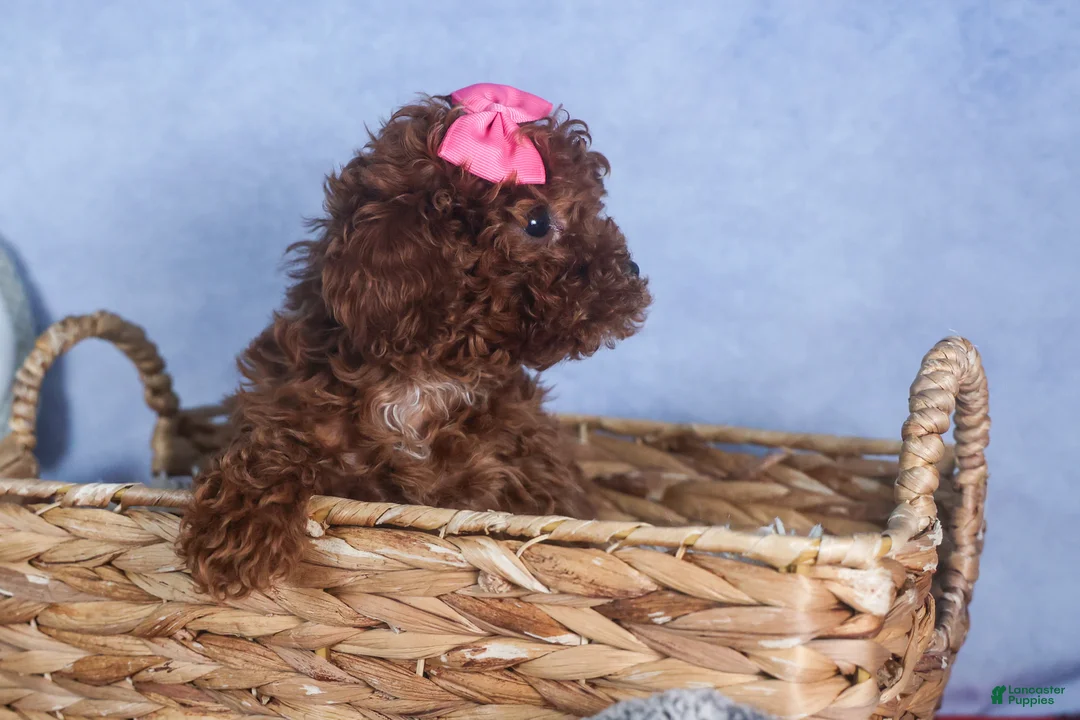 Cavapoo dogs for sale: FANNIE - Ad 11