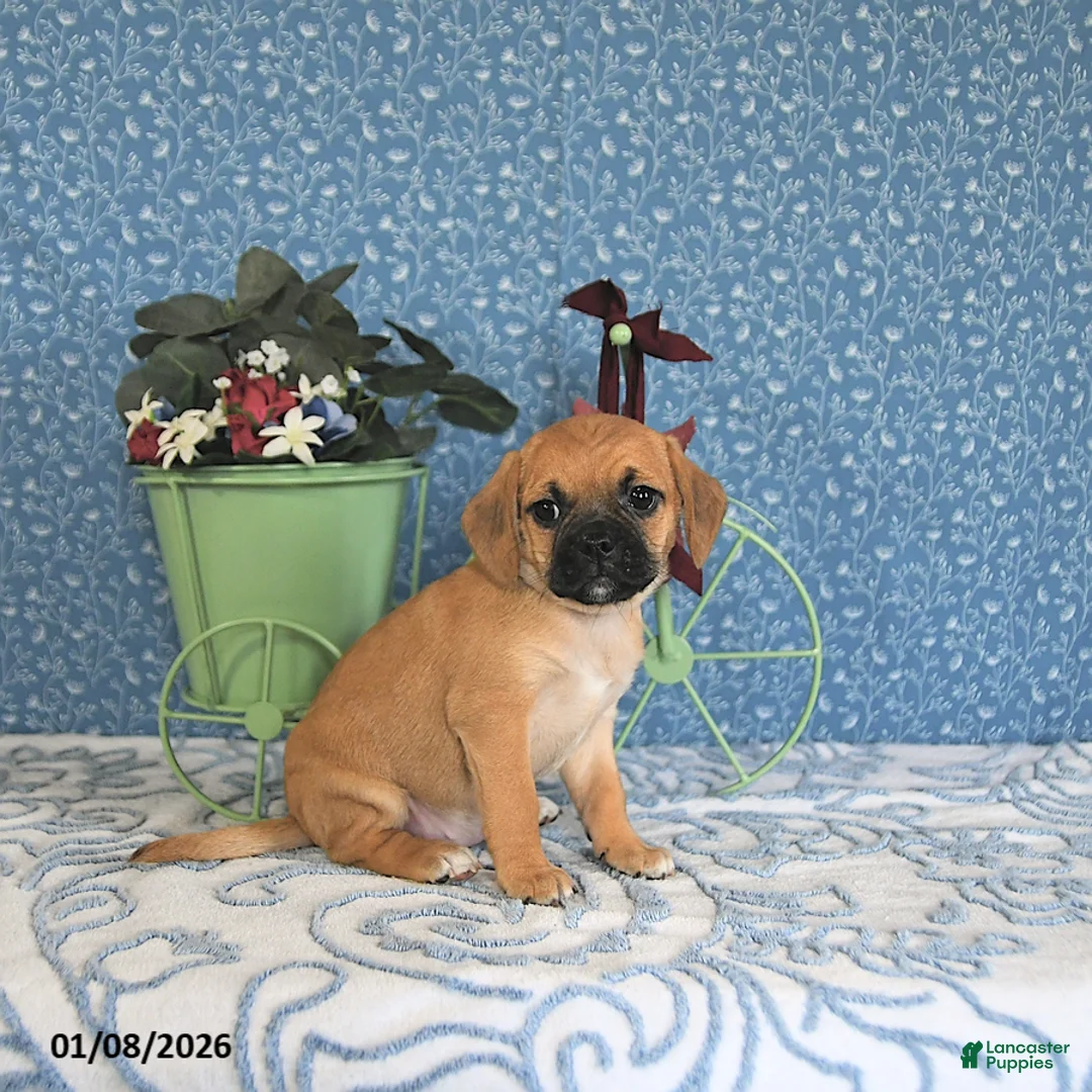 Puggle dogs for sale: Karmel - Ad 10
