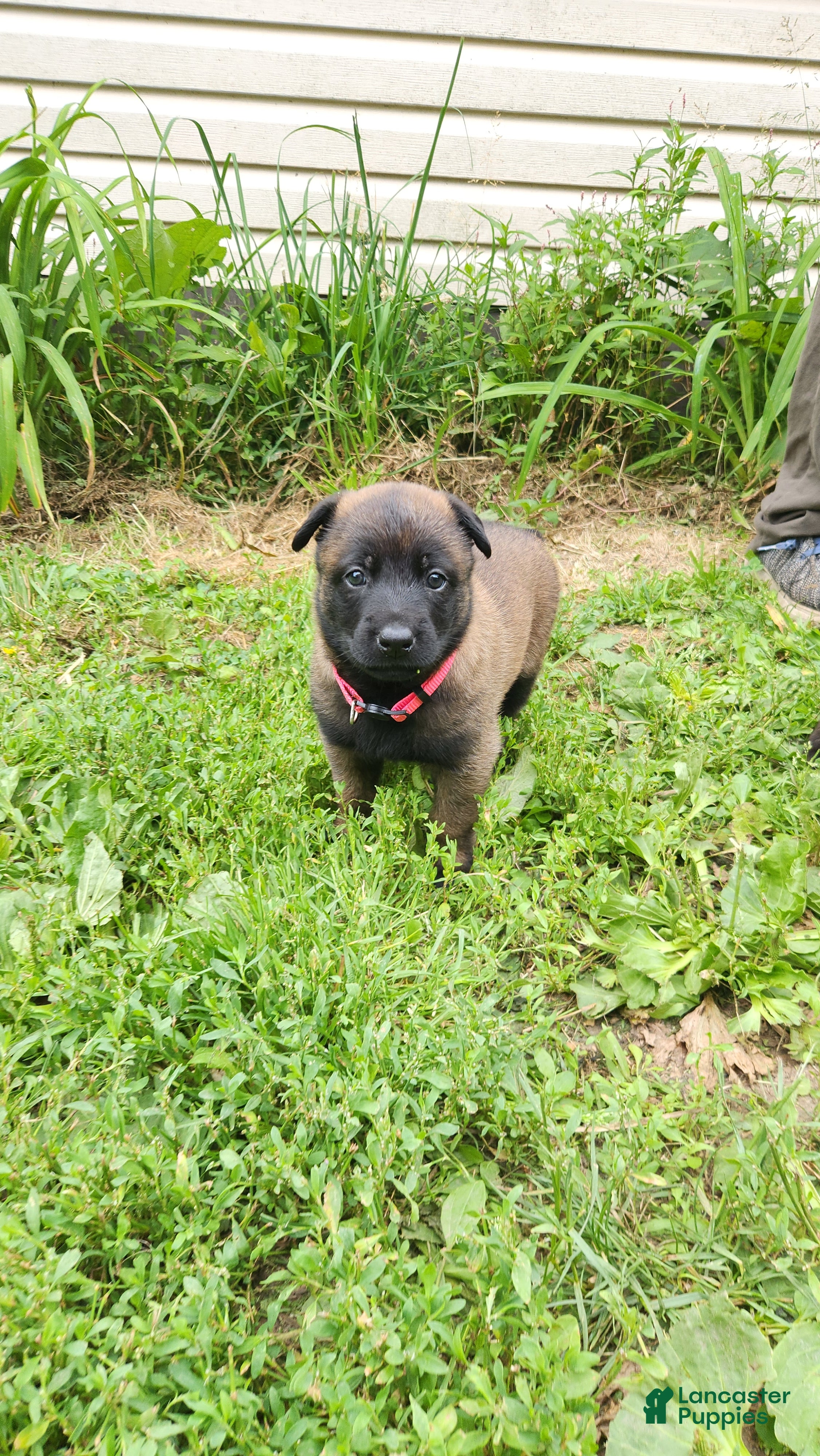 Belgian Malinois dogs Harley (Magenta) - Ad 11
