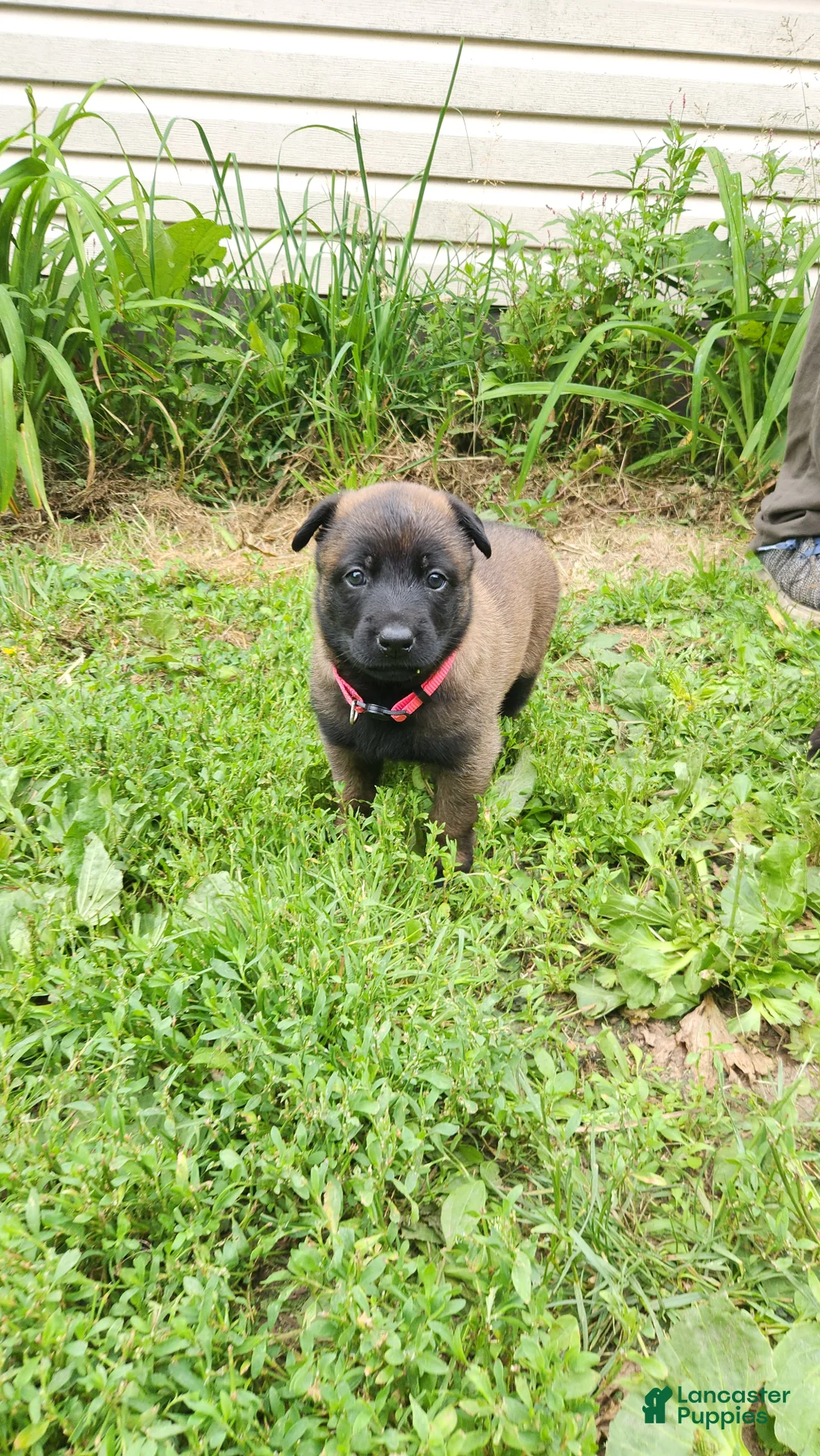 Belgian Malinois dogs for sale: Harley (Magenta) - Ad 1