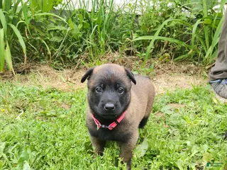 Belgian Malinois dogs Harley (Magenta) - Ad 32
