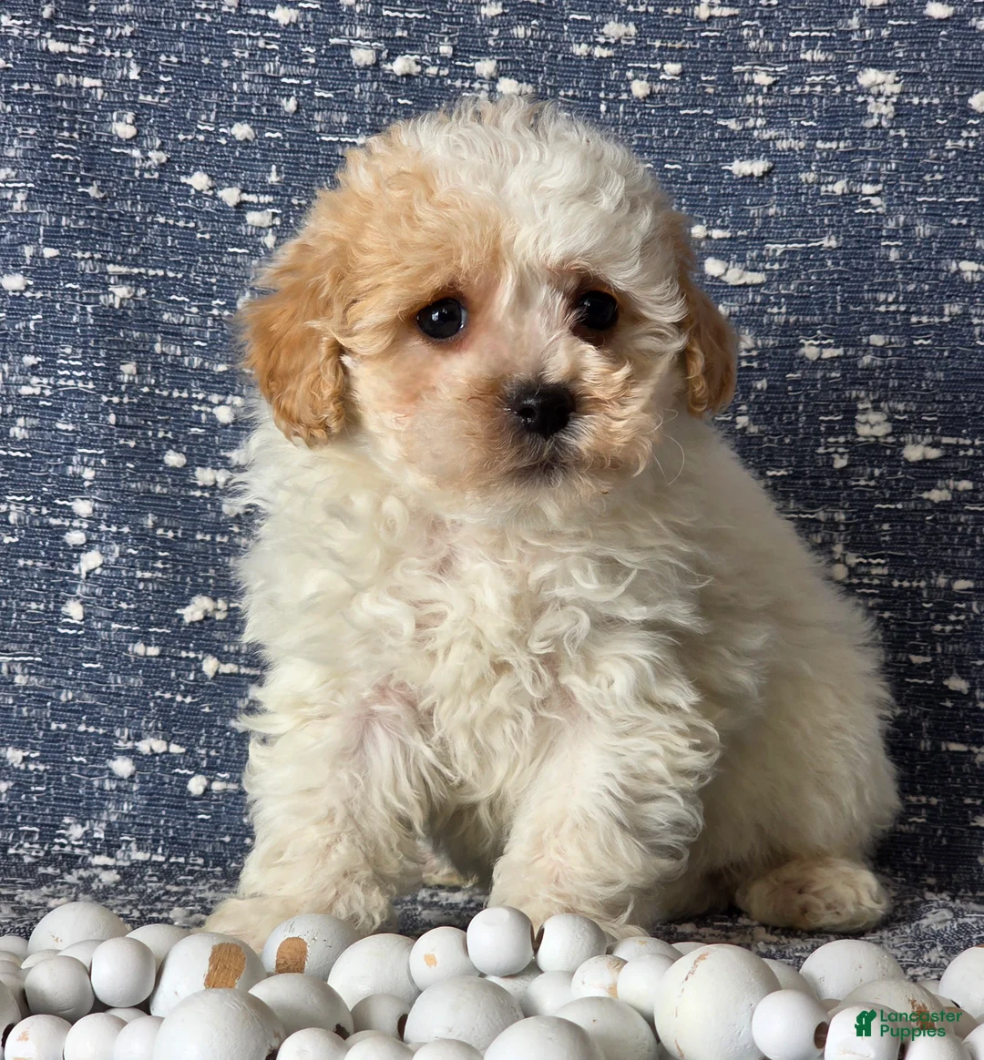 Bichpoo dogs for sale: Barbie - Ad 3