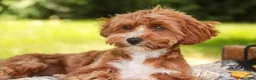 Cavapoo dogs for sale: Harper - Ad 6