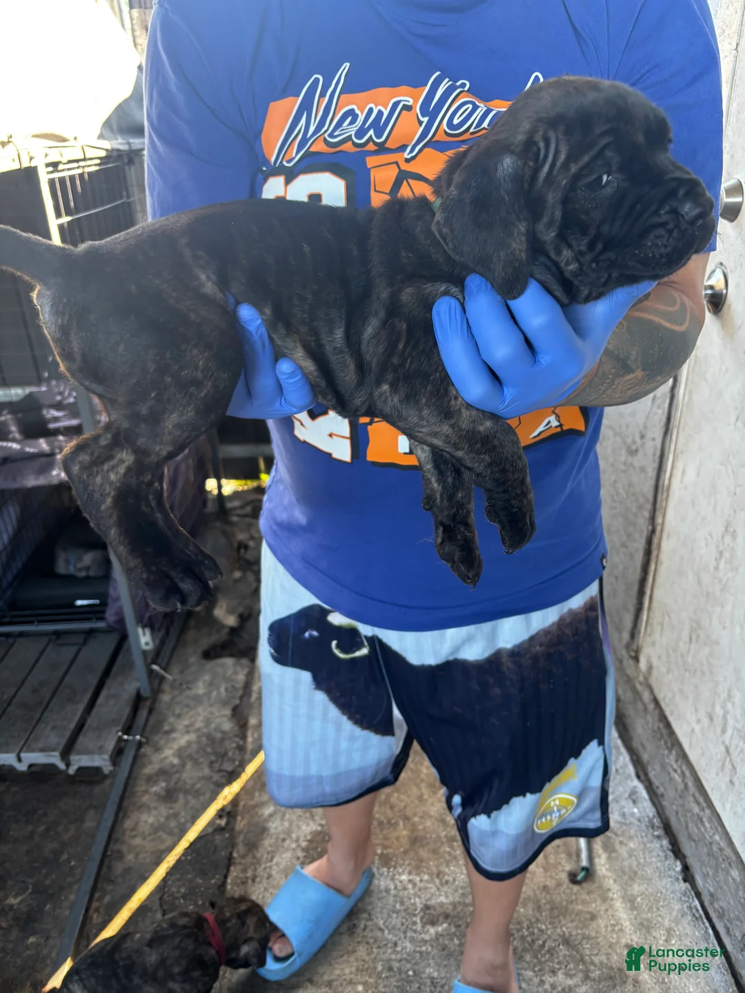 Cane Corso dogs for sale: Cane Corso Puppy 2 - Ad 2