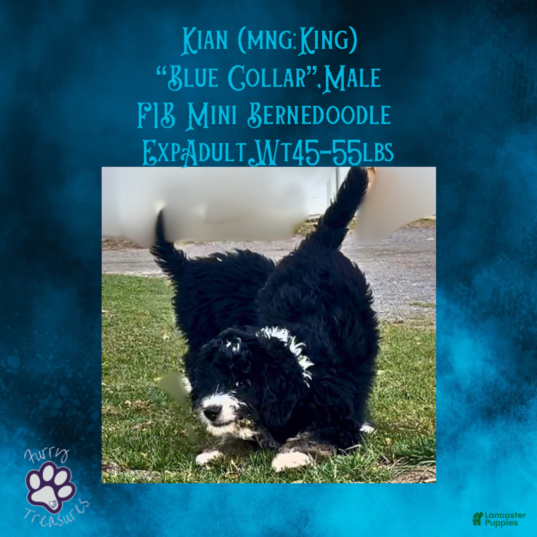 Mini Bernedoodle dogs for sale: Kian “Blue Collar” Male - Ad 5