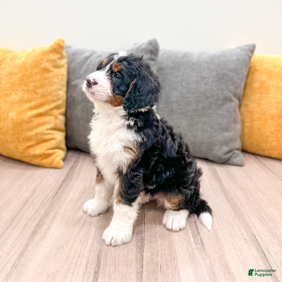Mini Bernedoodle dogs for sale: Rusty - Ad 6