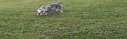 English Bulldog dogs for sale: English Bulldog 1 - Ad 6