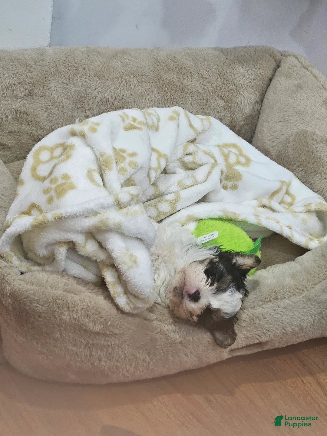 Shih Tzu dogs for sale: Shih Tzu Puppy 1 - Ad 2