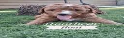 Cavapoo dogs for sale: Rootbeer float - Ad 1