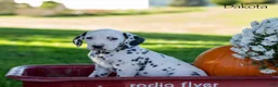 Dalmatian dogs for sale: Dakota - Ad 2