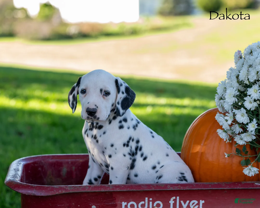 Dalmatian dogs for sale: Dakota - Ad 2