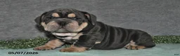 English Bulldog dogs for sale: Jasper - Ad 3