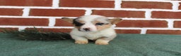 Welsh Corgi Pembroke dogs for sale: Janessa - Ad 4
