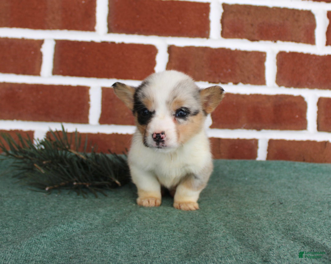 Welsh Corgi Pembroke dogs for sale: Janessa - Ad 4