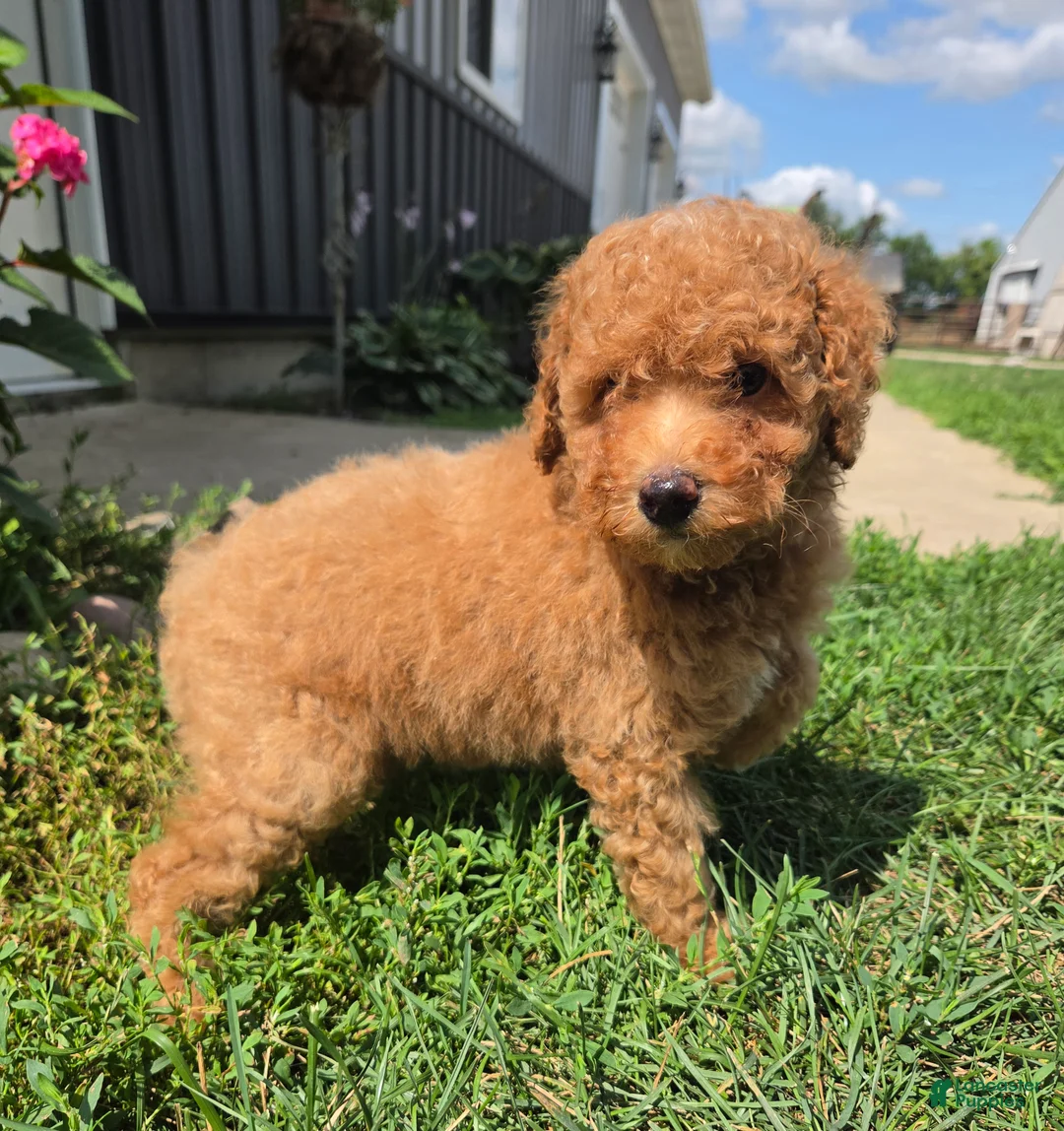 Miniature Poodle dogs for sale: Zera - Ad 9