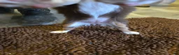 Australian Shepherd dogs for sale: Midget - Ad 5