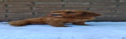 Irish Doodle dogs for sale: Clover - Ad 6