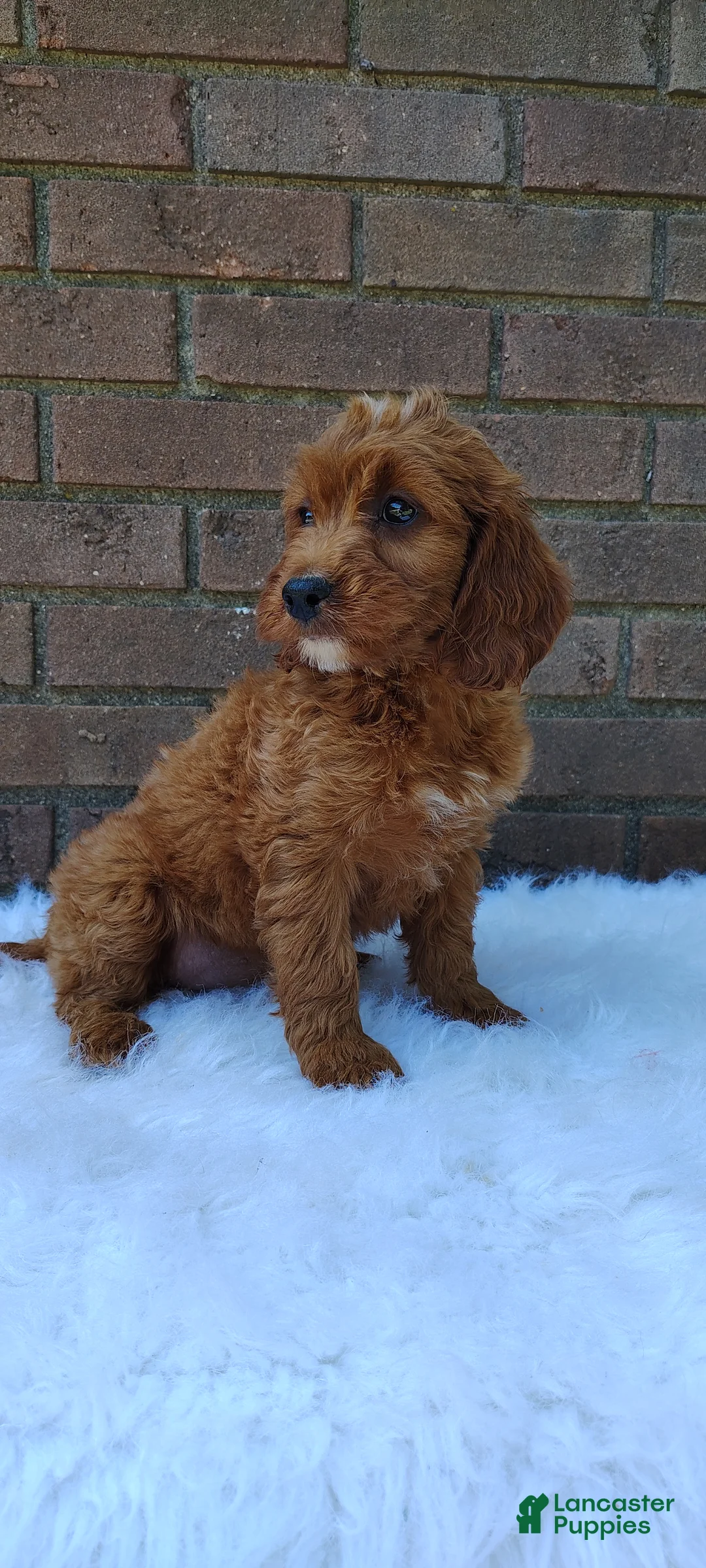Irish Doodle dogs for sale: Clover - Ad 6