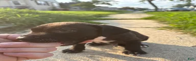 Onyx