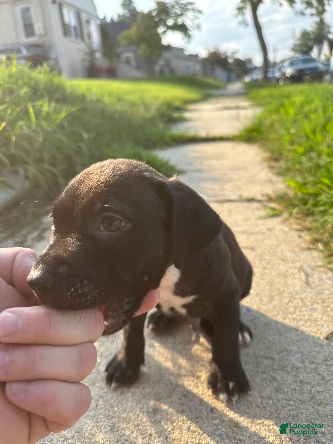 American Bully dogs for sale: Onyx - Ad 1