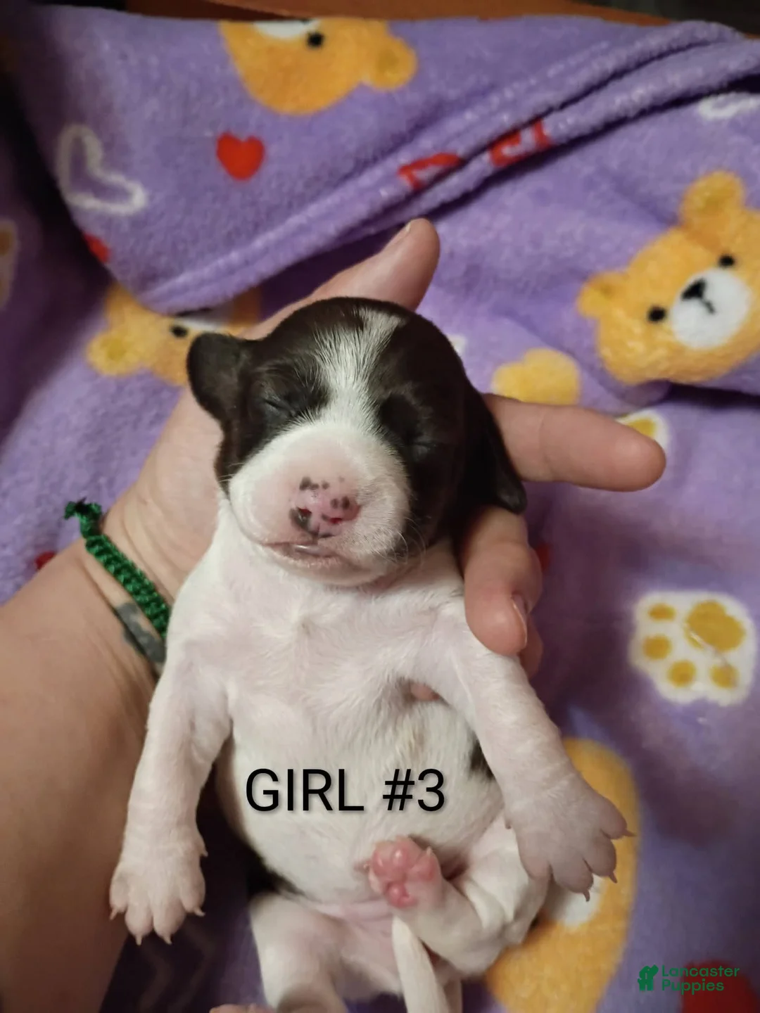 Miniature Dachshund dogs for sale: Miniature Dachshund Puppy 4 - Ad 4