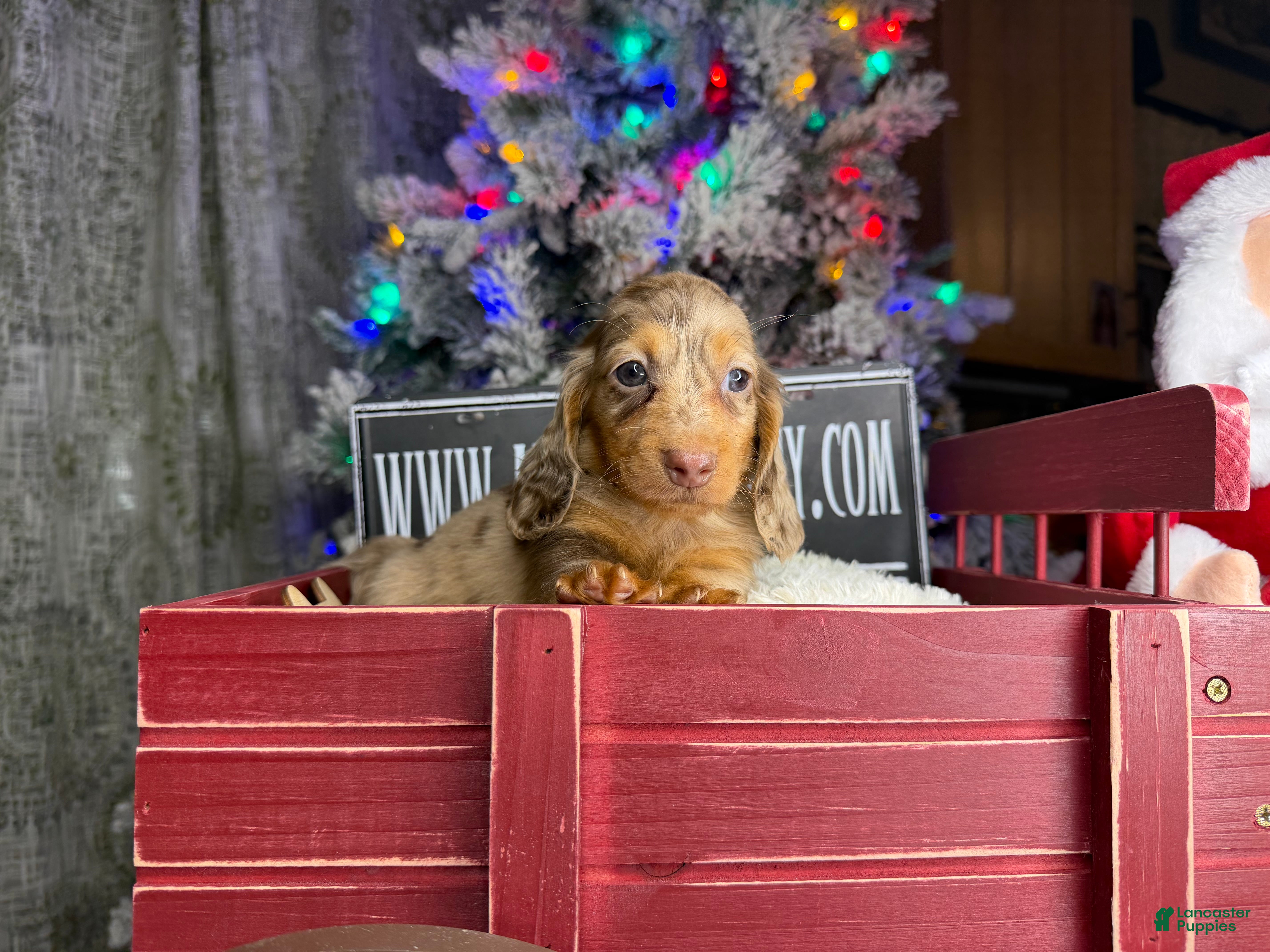 Miniature Dachshund dogs Miniature Dachshund Puppy 1 - Ad 18