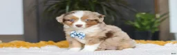 Australian Shepherd dogs for sale: Bindi - Ad 3