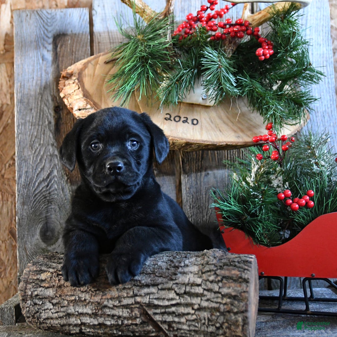 Labrador Retriever dogs for sale: Roxy - Ad 5