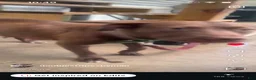 American Pit Bull Terrier dogs for sale: Black and mild - Ad 9