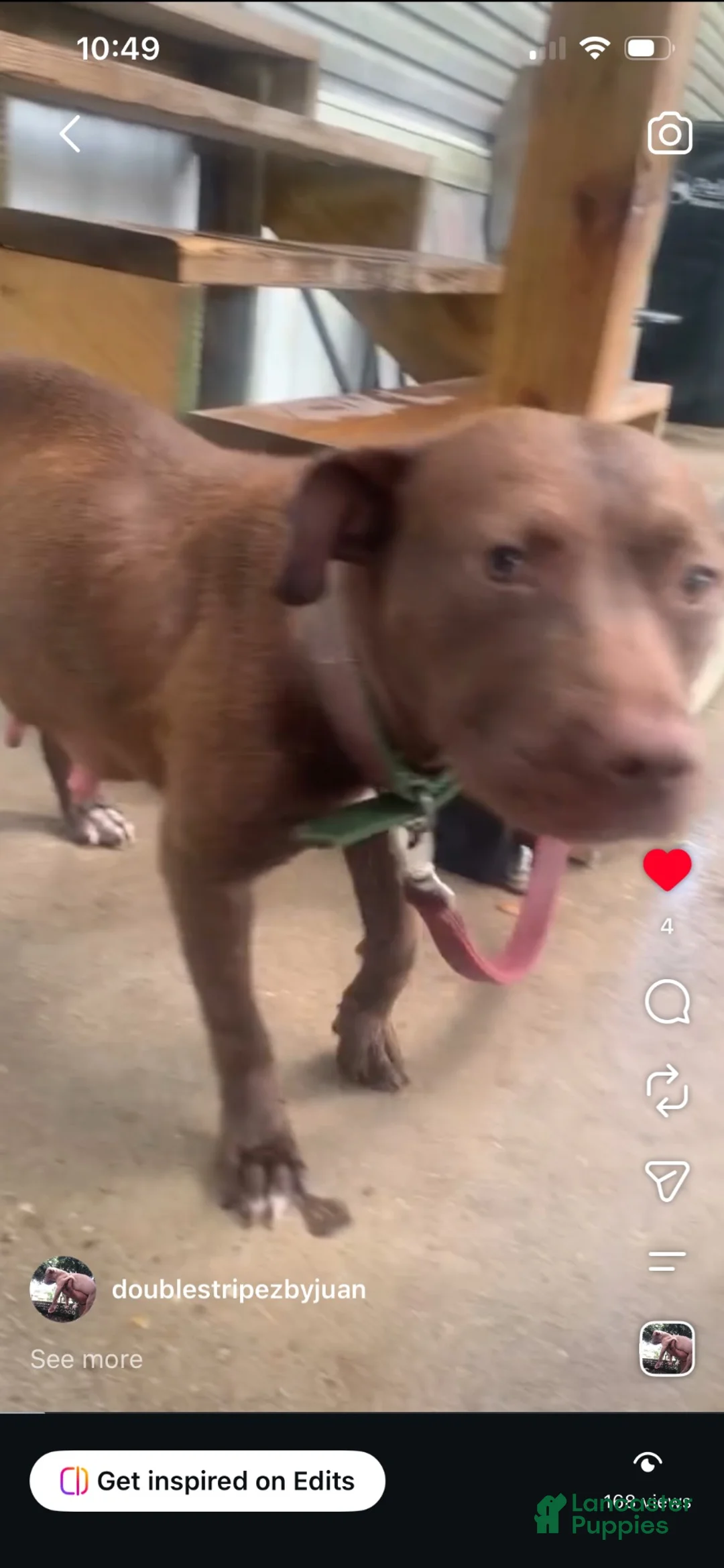 American Pit Bull Terrier dogs for sale: Black and mild - Ad 9