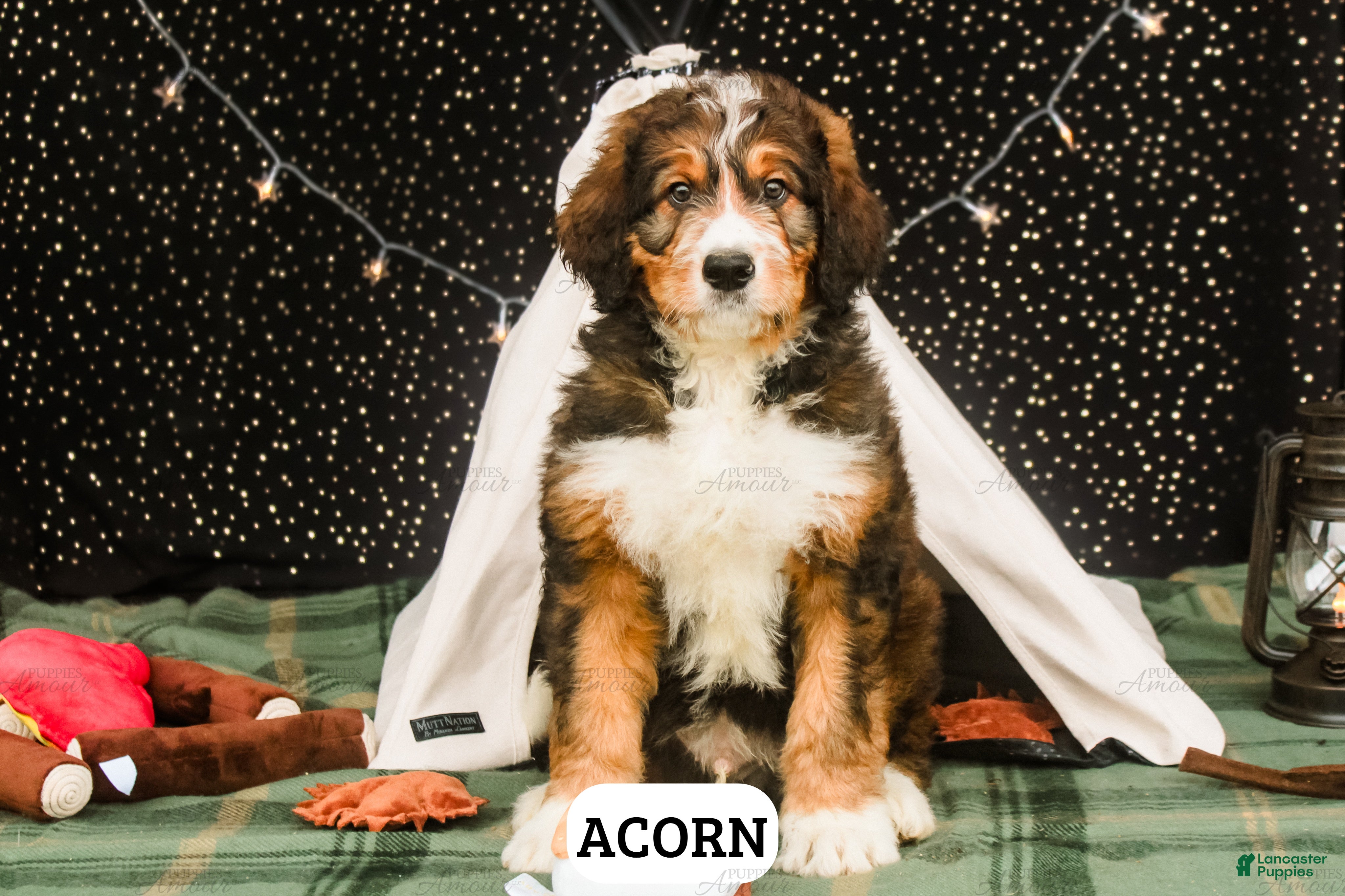 Bernedoodle dogs Acorn - Ad 2