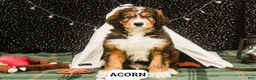 Bernedoodle dogs for sale: Acorn - Ad 2