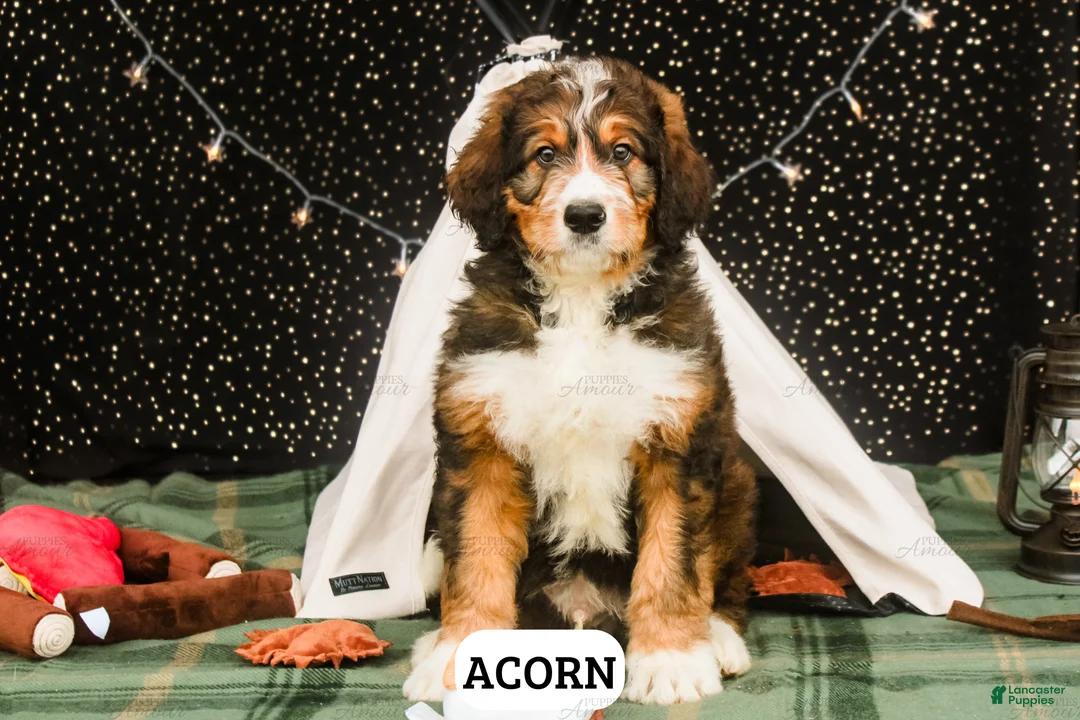 Bernedoodle dogs for sale: Acorn - Ad 2