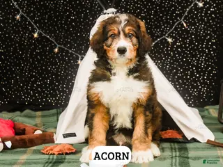 Bernedoodle dogs Acorn - Ad 2